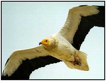 Egyptian Vulture (Photograph Courtesy of Kees Bakker Copyright 2000)