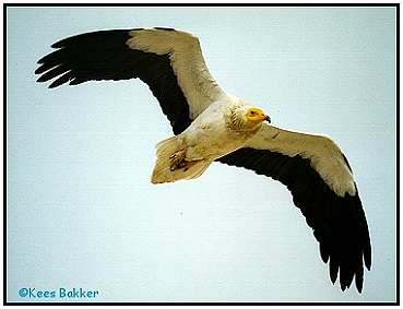 Egyptian Vulture (Photograph Courtesy of Kees Bakker Copyright 2000)