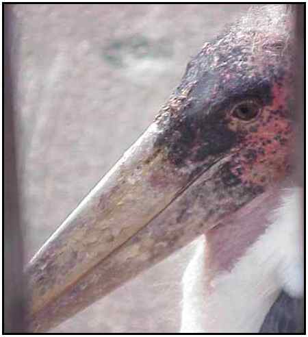 Marabou Stork (Photograph Courtesy of Sheldon Glucksman Copyright 2000)