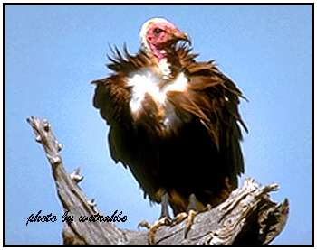 Hooded Vulture (Photograph Courtesy of Bill Strahle (Copyright 2000)