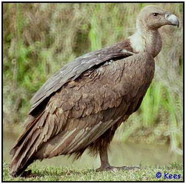 Asian White-Backed Vulture (Photograph Courtesy of Kees Bakker Copyright 2000)