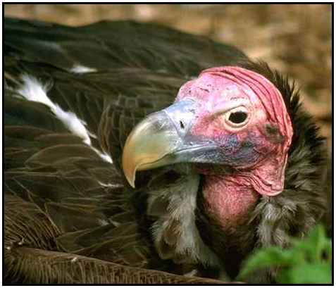 Lappet-Faced Vulture (Photograph Copyright 2000)