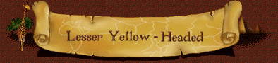 Lesser Yellow-Headed