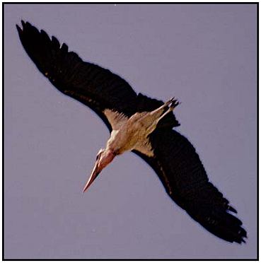 Marabou Stork in Flight (Photograph Courtesy of Ross Warner Photography Copyright 2000)