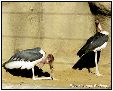 Marabou Storks (Photograph Courtesy of Hope Rutledge Copyright 2000)