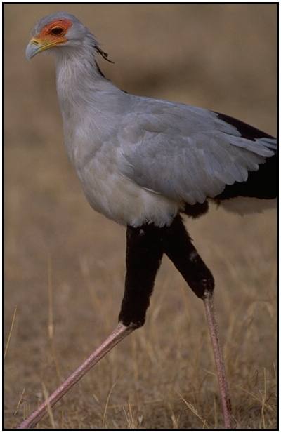 Secretary Bird (Photograph Courtesy Gerald and Buff Corsi, California Academy of Sciences Copyright 2000)